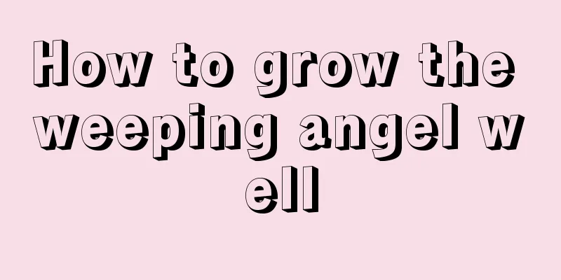 How to grow the weeping angel well