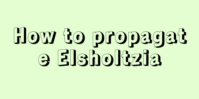 How to propagate Elsholtzia