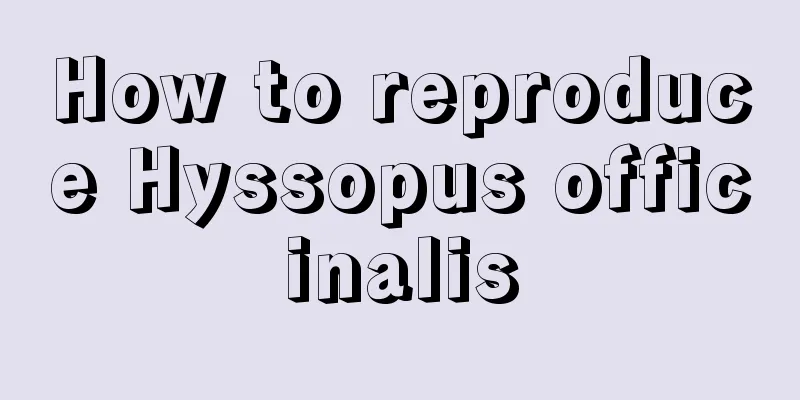 How to reproduce Hyssopus officinalis