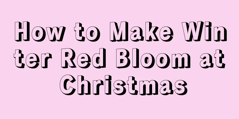 How to Make Winter Red Bloom at Christmas