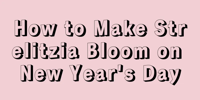 How to Make Strelitzia Bloom on New Year's Day