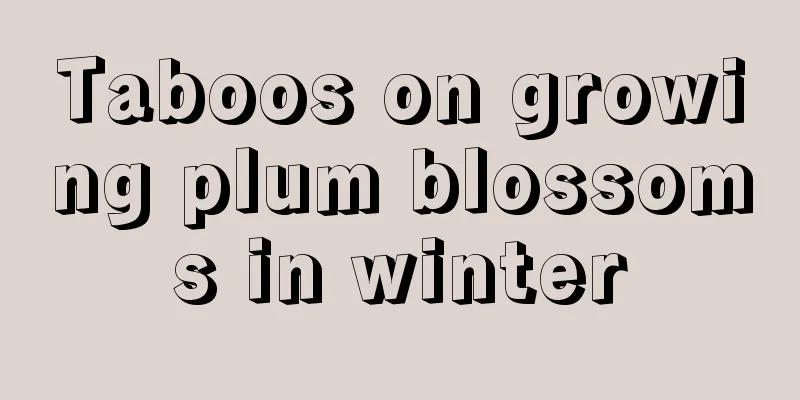 Taboos on growing plum blossoms in winter