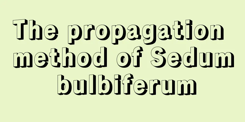 The propagation method of Sedum bulbiferum