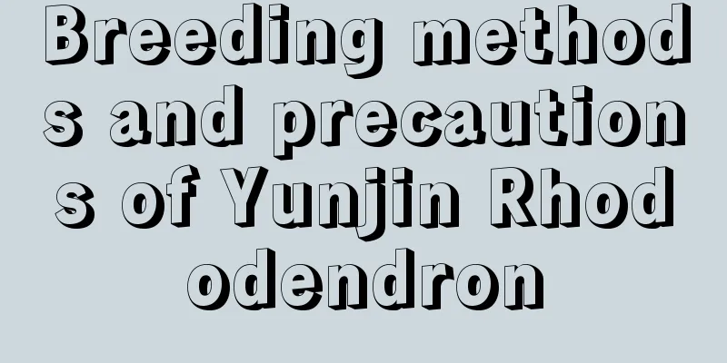 Breeding methods and precautions of Yunjin Rhododendron