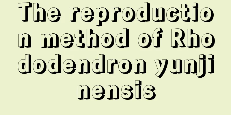 The reproduction method of Rhododendron yunjinensis