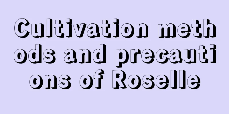 Cultivation methods and precautions of Roselle