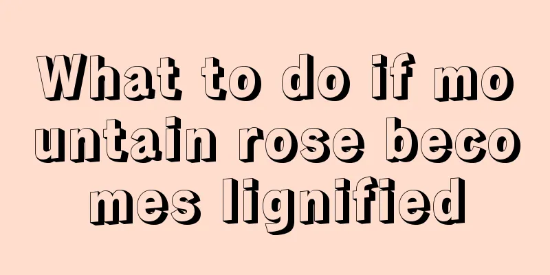 What to do if mountain rose becomes lignified