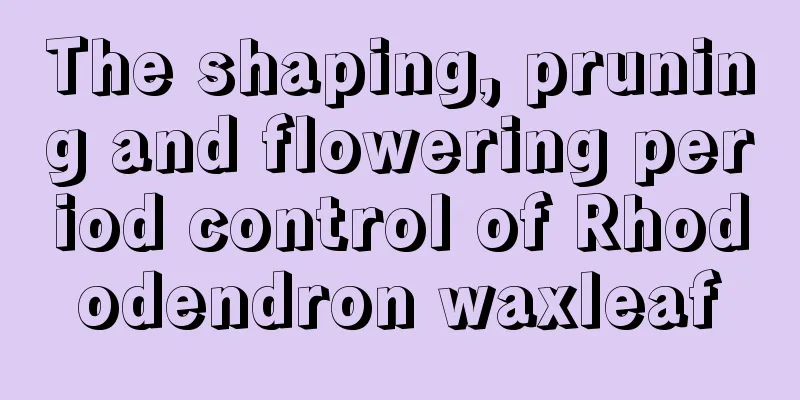 The shaping, pruning and flowering period control of Rhododendron waxleaf