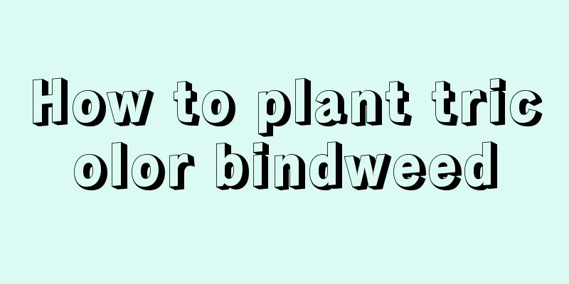 How to plant tricolor bindweed