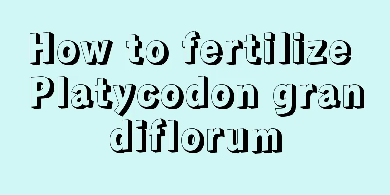 How to fertilize Platycodon grandiflorum