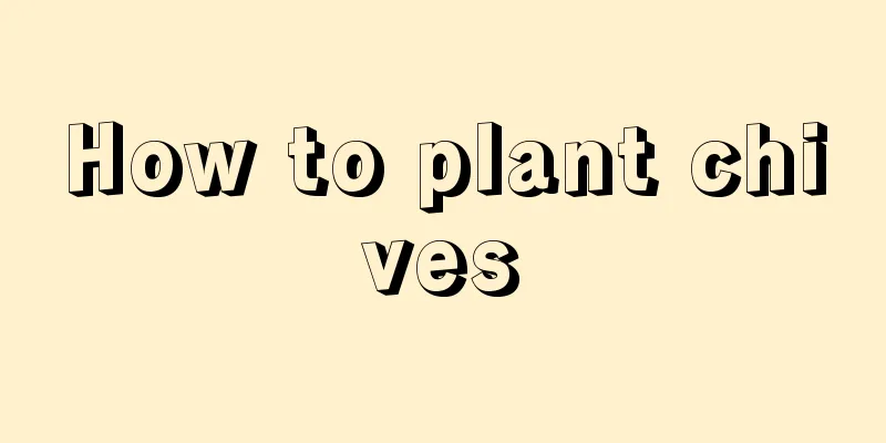 How to plant chives