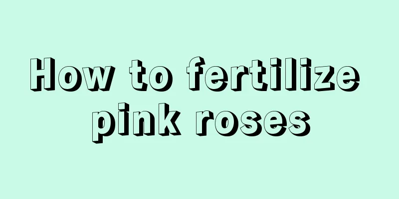 How to fertilize pink roses