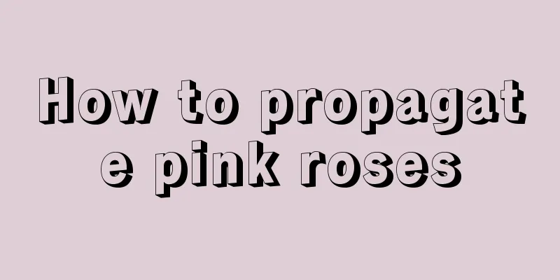 How to propagate pink roses