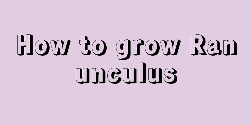 How to grow Ranunculus