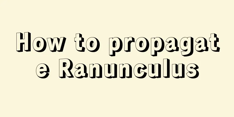 How to propagate Ranunculus