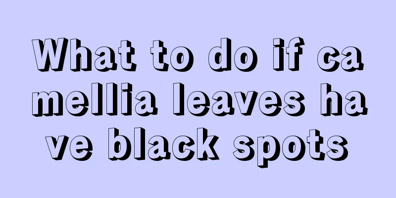 What to do if camellia leaves have black spots