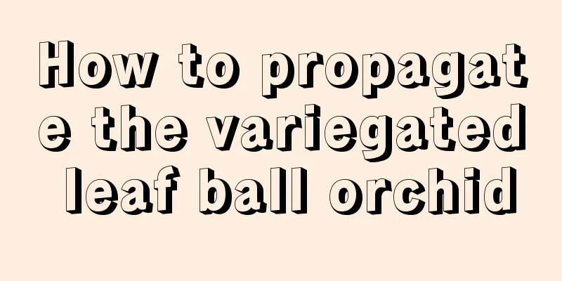 How to propagate the variegated leaf ball orchid