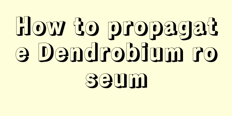 How to propagate Dendrobium roseum