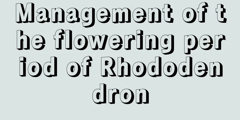 Management of the flowering period of Rhododendron