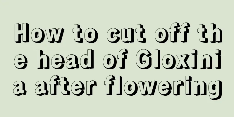 How to cut off the head of Gloxinia after flowering