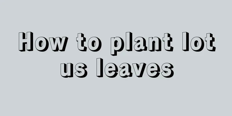 How to plant lotus leaves