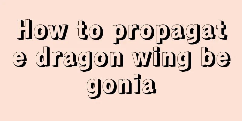 How to propagate dragon wing begonia