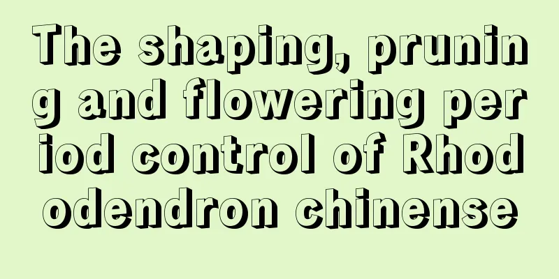 The shaping, pruning and flowering period control of Rhododendron chinense