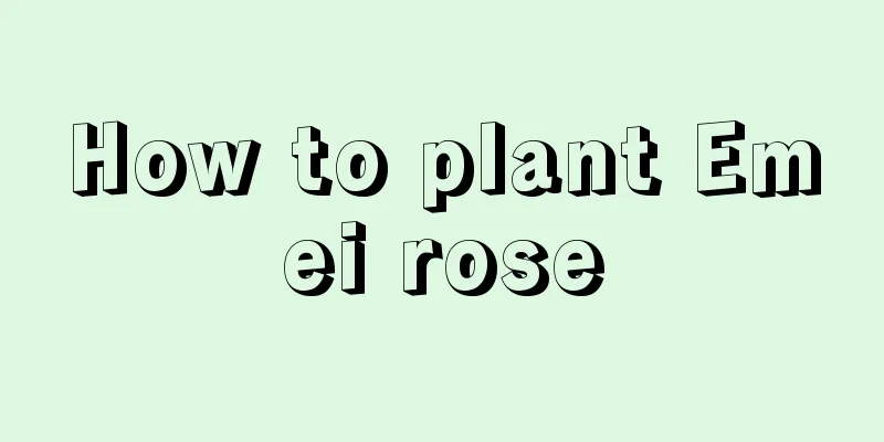 How to plant Emei rose