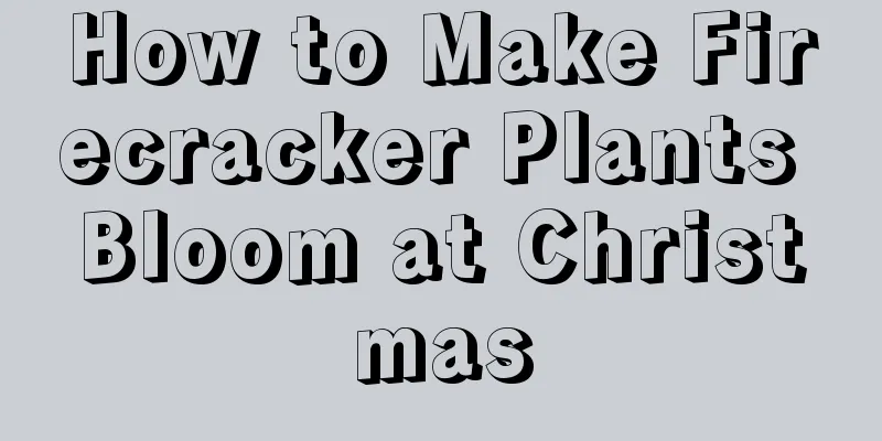 How to Make Firecracker Plants Bloom at Christmas