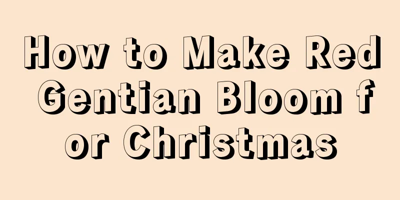 How to Make Red Gentian Bloom for Christmas