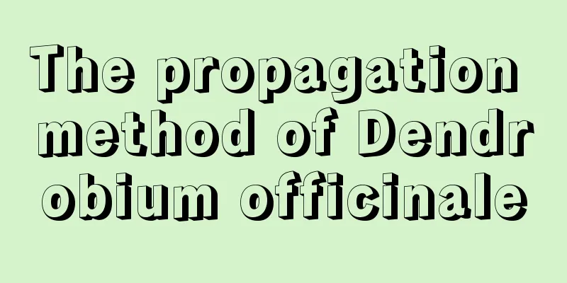 The propagation method of Dendrobium officinale