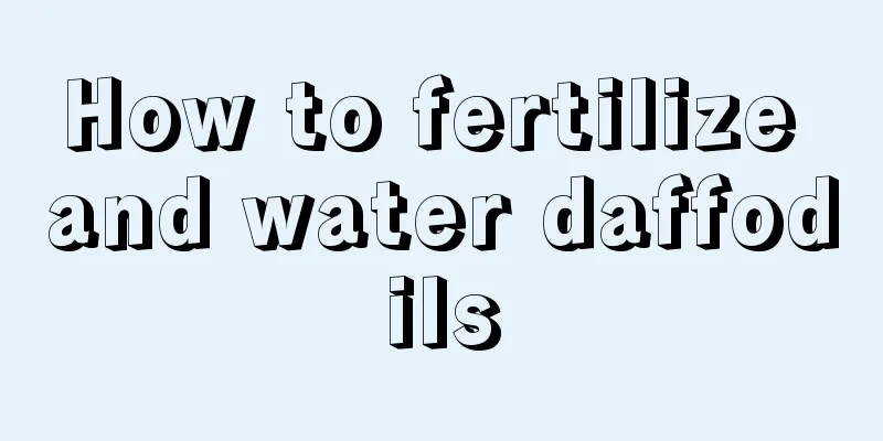 How to fertilize and water daffodils