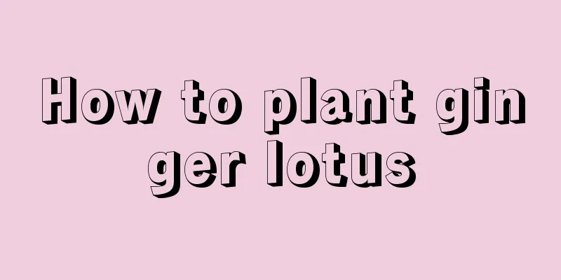 How to plant ginger lotus