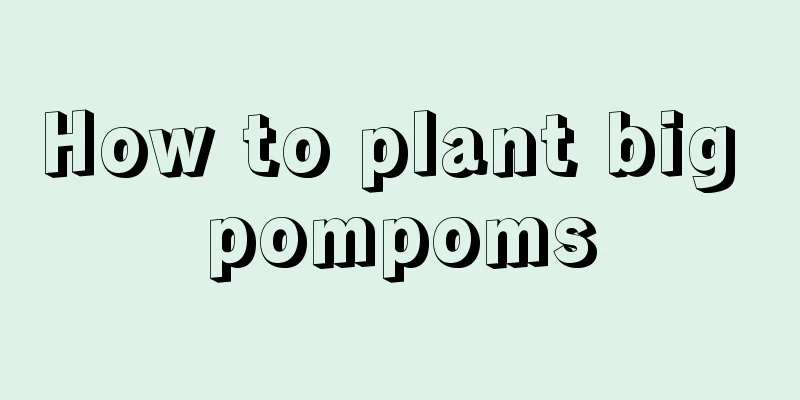 How to plant big pompoms