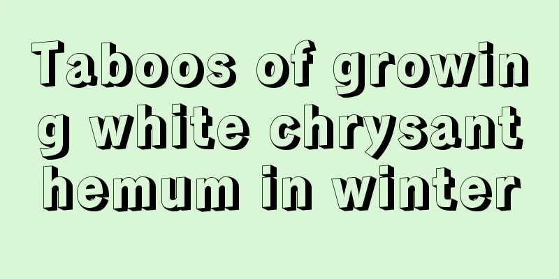 Taboos of growing white chrysanthemum in winter