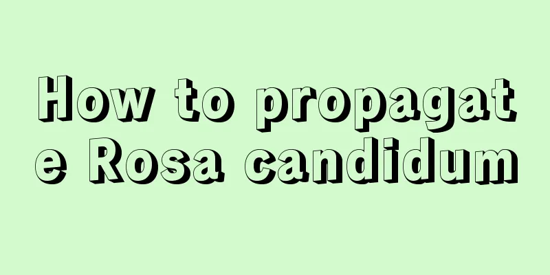 How to propagate Rosa candidum