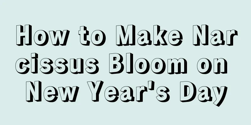 How to Make Narcissus Bloom on New Year's Day