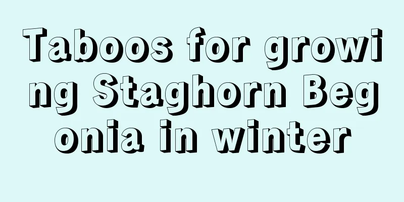 Taboos for growing Staghorn Begonia in winter