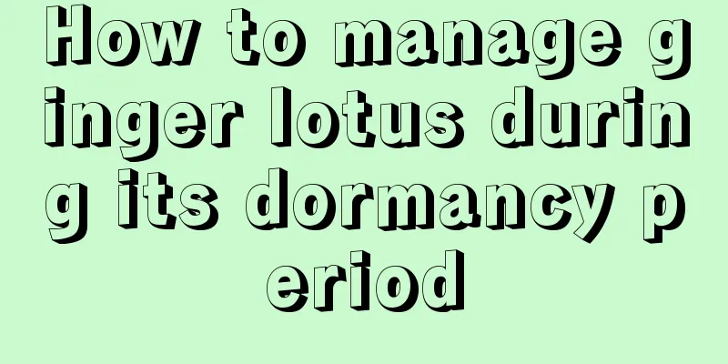 How to manage ginger lotus during its dormancy period