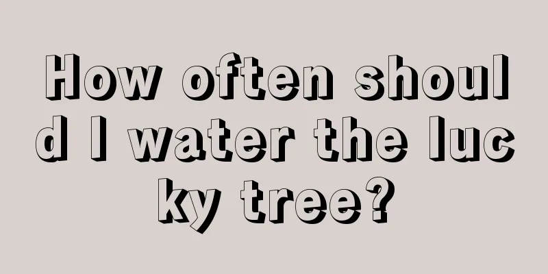 How often should I water the lucky tree?