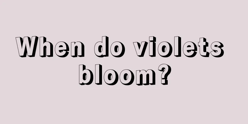 When do violets bloom?