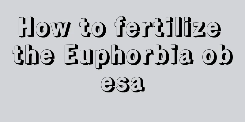 How to fertilize the Euphorbia obesa