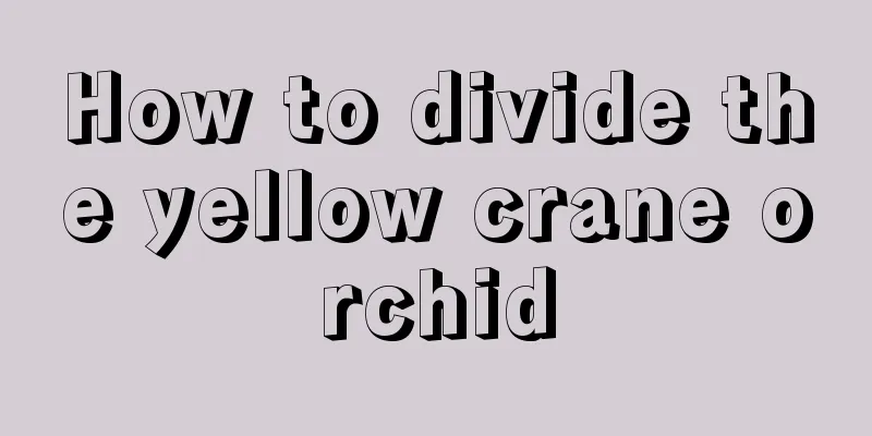 How to divide the yellow crane orchid