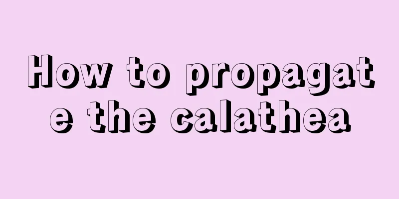 How to propagate the calathea