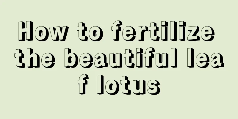 How to fertilize the beautiful leaf lotus