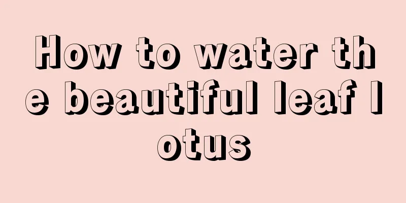 How to water the beautiful leaf lotus