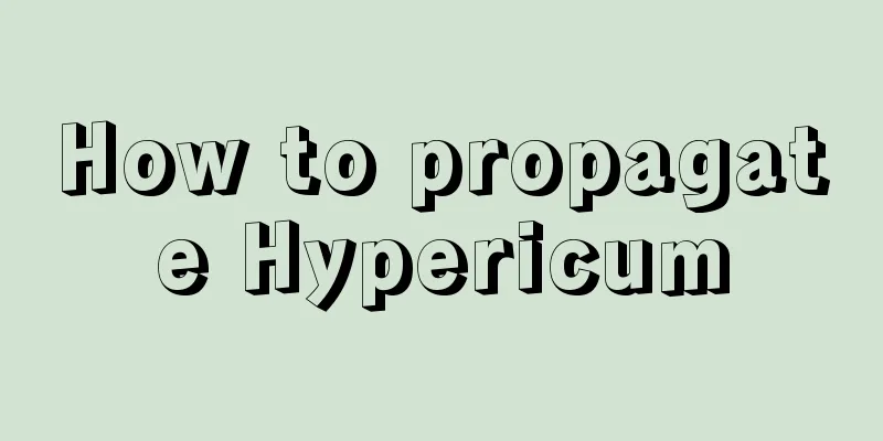 How to propagate Hypericum