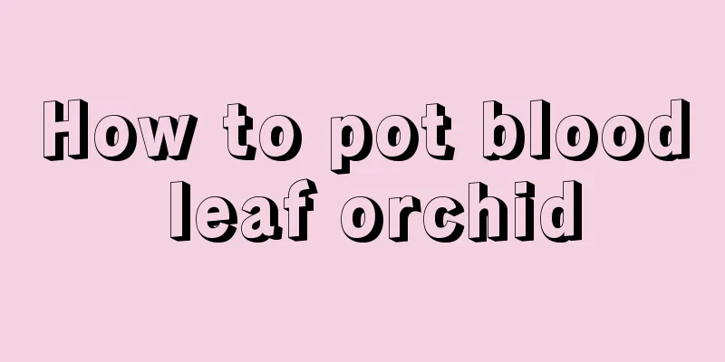 How to pot blood leaf orchid