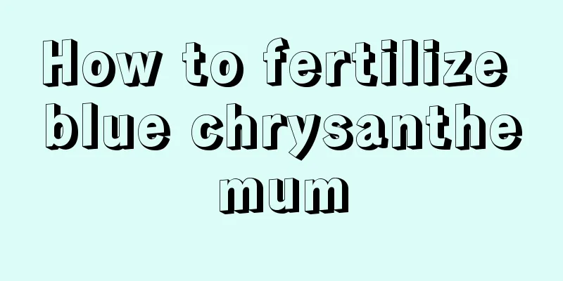 How to fertilize blue chrysanthemum