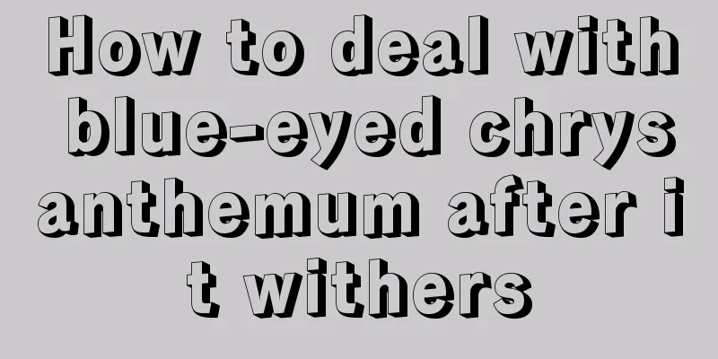 How to deal with blue-eyed chrysanthemum after it withers